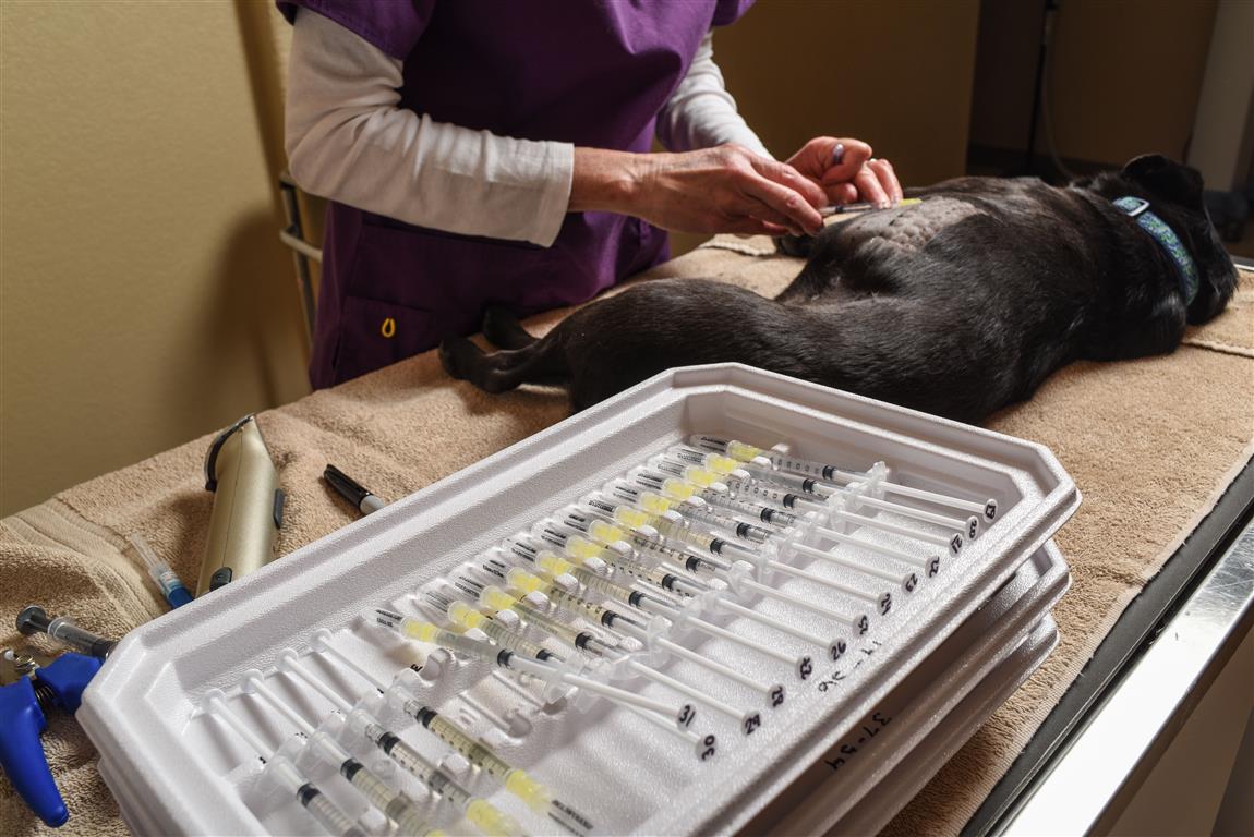 The Cost For A Dog Allergy Test Everything You Need To Know Fumi 